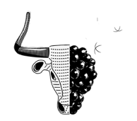 Landing Toro Santo